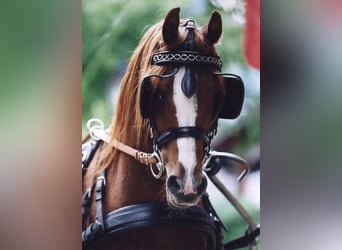 Arabian horses, Stallion, 34 years, 14,2 hh, Chestnut-Red
