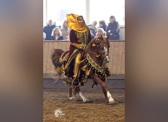 Arabian horses, Stallion, 34 years, 14,2 hh, Chestnut-Red