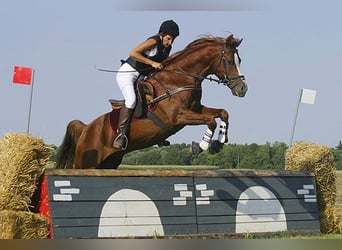 Arabian horses, Stallion, 34 years, 14,2 hh, Chestnut-Red