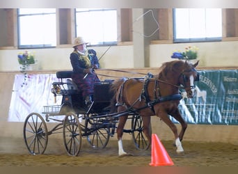 Arabian horses, Stallion, 34 years, 14,2 hh, Chestnut-Red