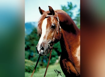 Arabian horses, Stallion, 34 years, 14,2 hh, Chestnut-Red