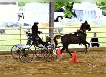Arabian horses, Stallion, 34 years, 14,2 hh, Chestnut-Red