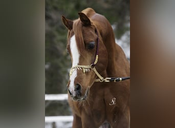Arabian horses, Stallion, 34 years, 14,2 hh, Chestnut-Red