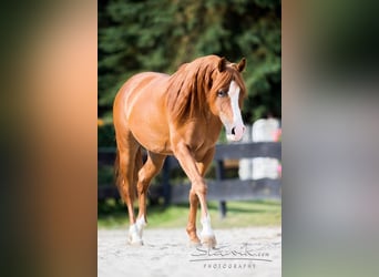Arabian horses, Stallion, 18 years, Chestnut-Red