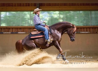 Arabian horses, Stallion, 29 years, 14,3 hh, Chestnut-Red