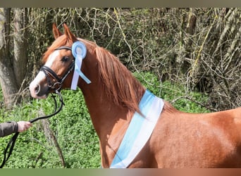 Arabian horses, Stallion, 6 years, 15.1 hh, Chestnut-Red