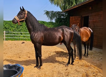 Arabian horses, Stallion, 4 years, 14.2 hh