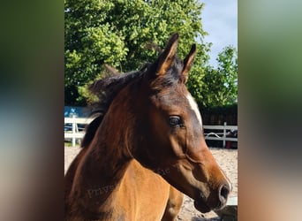 Arabian horses, Stallion, , 11,3 hh, Bay-Dark