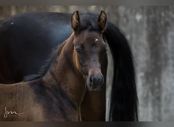 Arabian horses, Stallion, Foal (04/2023), 12.1 hh, Gray-Fleabitten