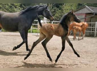 Arabian horses, Stallion, Foal (04/2023), 12.1 hh, Gray-Fleabitten