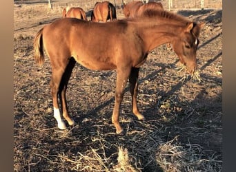 Arabian horses, Stallion, Foal (04/2023), 13.2 hh, Chestnut