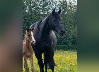 Arabian horses, Stallion, Foal (05/2026), 14.2 hh, Brown
