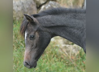 Arabian horses, Stallion, Foal (01/2023), 14.2 hh, Gray