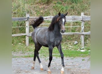 Arabian horses, Stallion, Foal (01/2023), 14.2 hh, Gray