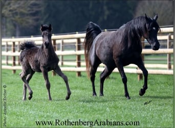 Arabian horses, Stallion, Foal (01/2024), 15,1 hh, Black