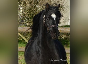 Arabian horses, Stallion, Foal (02/2024), 15.1 hh, Black