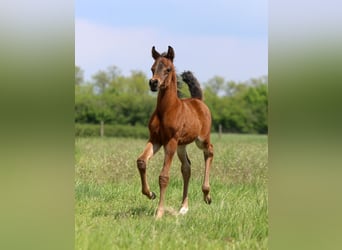Arabian horses, Stallion, Foal (04/2026), 15.1 hh, Brown
