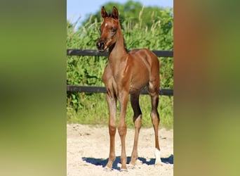 Arabian horses, Stallion, Foal (05/2024), 15,1 hh, Brown