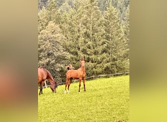 Arabian horses, Stallion, Foal (04/2024), 15,1 hh, Brown