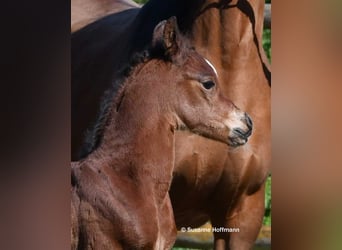 Arabian horses, Stallion, Foal (03/2026), 15.1 hh, Brown