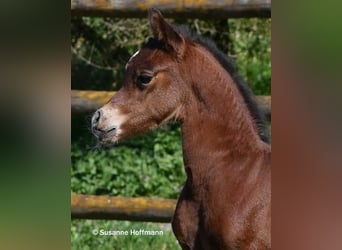 Arabian horses, Stallion, Foal (03/2026), 15.1 hh, Brown