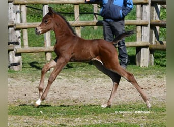 Arabian horses, Stallion, Foal (03/2026), 15.1 hh, Brown