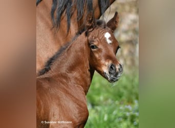 Arabian horses, Stallion, Foal (03/2026), 15.1 hh, Brown