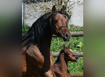 Arabian horses, Stallion, Foal (03/2026), 15.1 hh, Brown