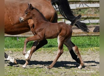 Arabian horses, Stallion, Foal (03/2026), 15.1 hh, Brown