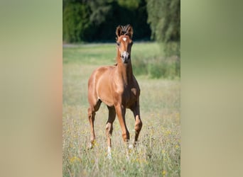 Arabian horses, Stallion, Foal (04/2026), 15.1 hh, Brown