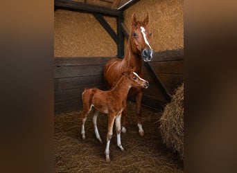 Arabian horses, Stallion, Foal (05/2026), 15.1 hh, Chestnut-Red