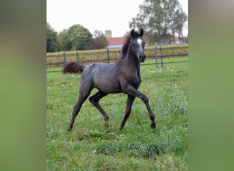 Arabian horses, Stallion, Foal (06/2023), 15.1 hh, Gray-Dark-Tan