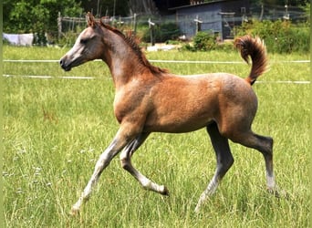 Arabian horses, Stallion, Foal (04/2023), 15.1 hh, Gray