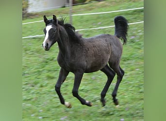 Arabian horses, Stallion, Foal (03/2023), 15.1 hh, Gray