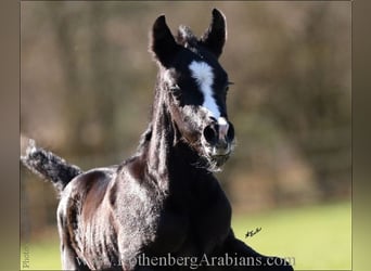 Arabian horses, Stallion, Foal (03/2024), 15.1 hh