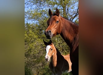 Arabian horses, Stallion, , 15.1 hh, Sabino