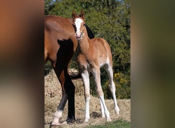 Arabian horses, Stallion, , 15.1 hh, Sabino