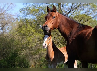 Arabian horses, Stallion, , 15.1 hh, Sabino