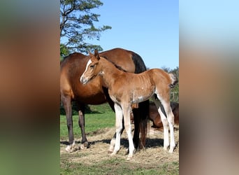 Arabian horses, Stallion, , 15.1 hh, Sabino