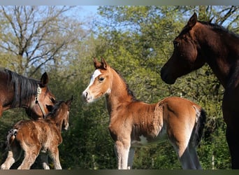 Arabian horses, Stallion, , 15.1 hh, Sabino
