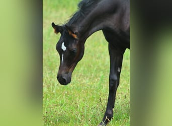 Arabian horses, Stallion, Foal (01/2024), 15.2 hh, Black