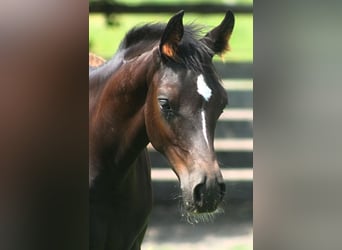 Arabian horses, Stallion, Foal (01/2024), 15.2 hh, Black