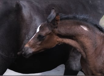 Arabian horses, Stallion, Foal (01/2024), 15.2 hh, Black