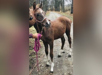 Arabian horses, Stallion, Foal (06/2023), 15.2 hh, Chestnut-Red