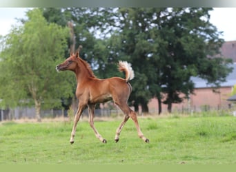 Arabian horses, Stallion, Foal (02/2024), 15,2 hh, Chestnut-Red