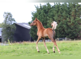 Arabian horses, Stallion, Foal (02/2024), 15,2 hh, Chestnut-Red