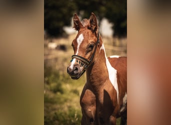 Arabian horses, Stallion, Foal (06/2024), 15,2 hh, Pinto