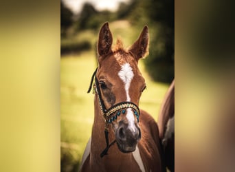 Arabian horses, Stallion, Foal (06/2024), 15,2 hh, Pinto