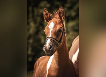 Arabian horses, Stallion, Foal (06/2024), 15,2 hh, Pinto