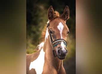 Arabian horses, Stallion, Foal (06/2024), 15,2 hh, Pinto